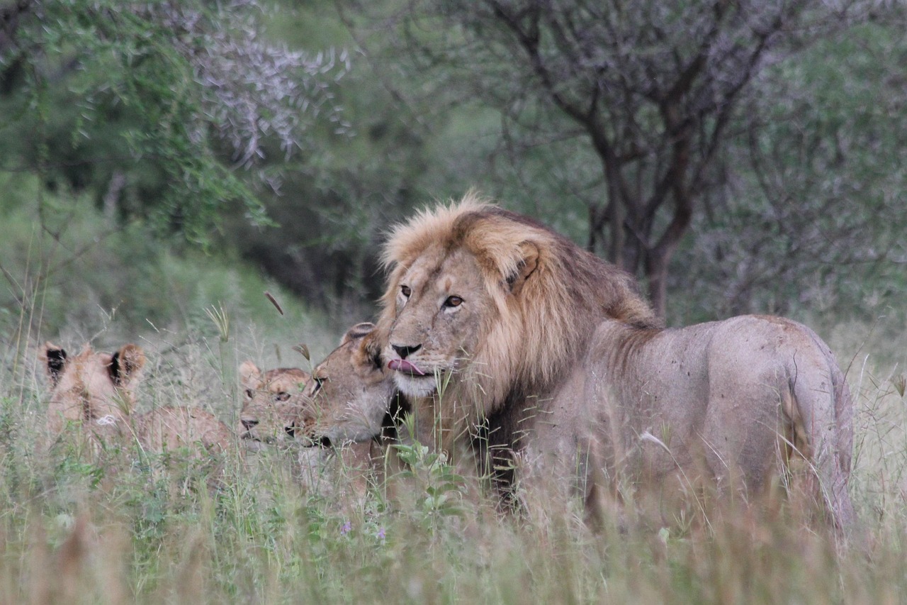 5 day family safari package in tanzania